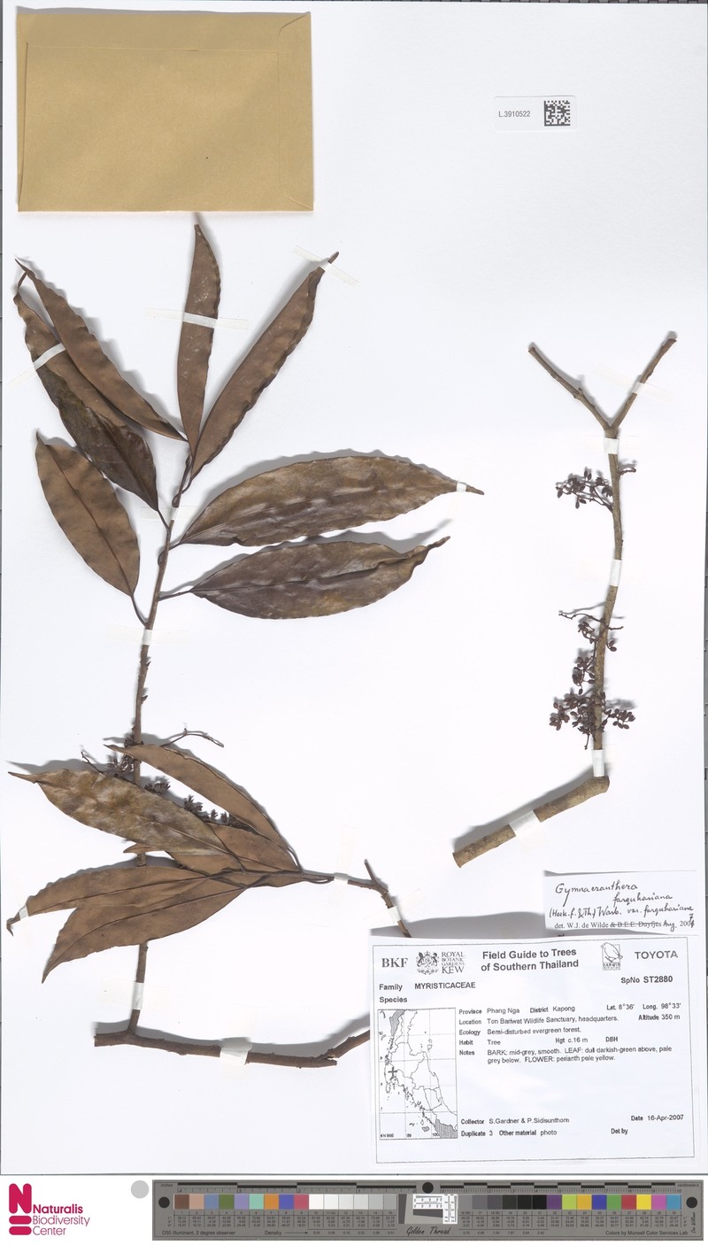 Gymnacranthera farquhariana var. farquhariana