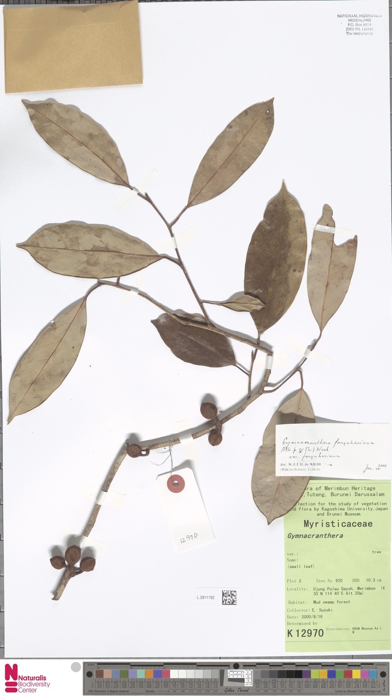Gymnacranthera farquhariana var. farquhariana photo 2