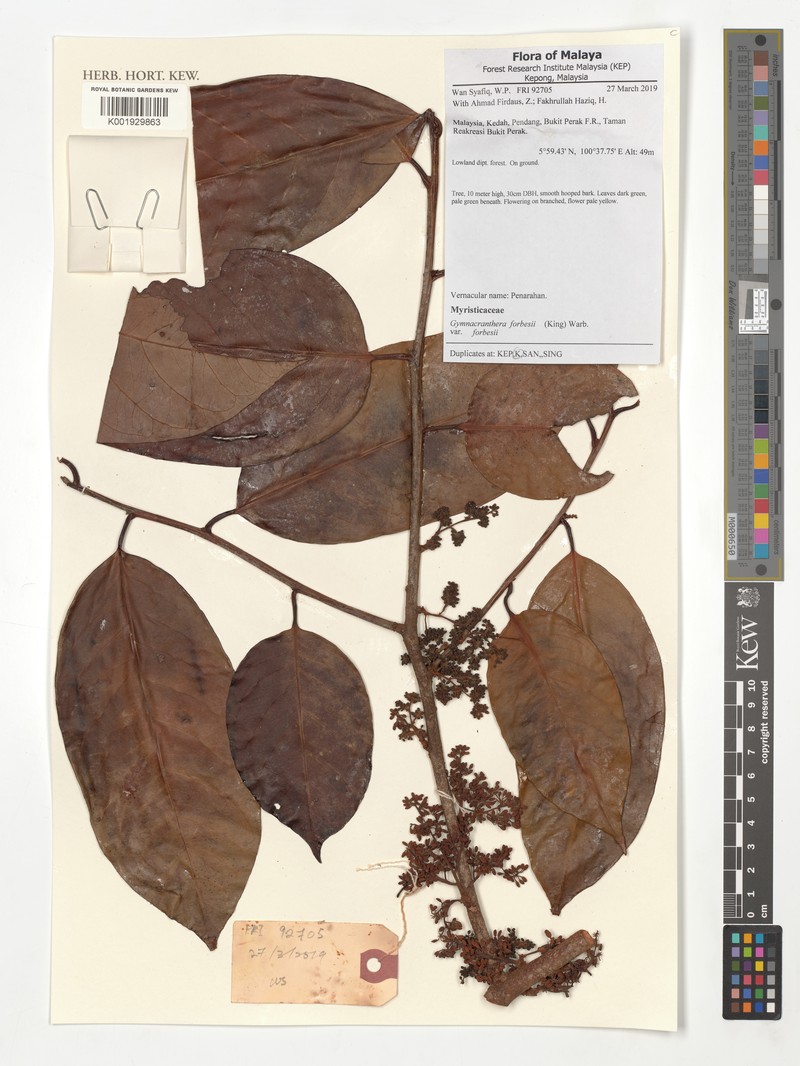 Gymnacranthera forbesii var. forbesii
