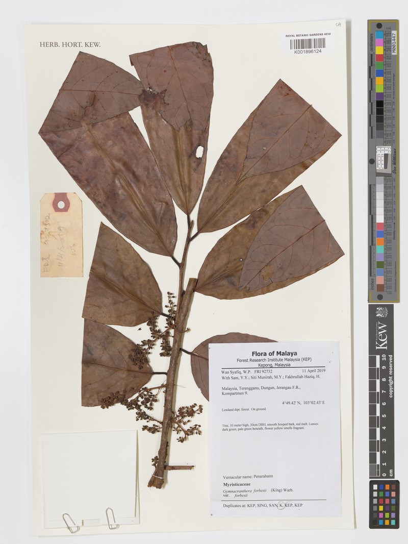 Gymnacranthera forbesii var. forbesii photo 2
