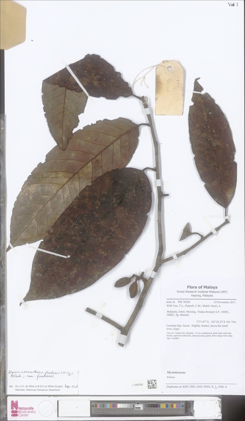 Gymnacranthera forbesii var. forbesii photo 3