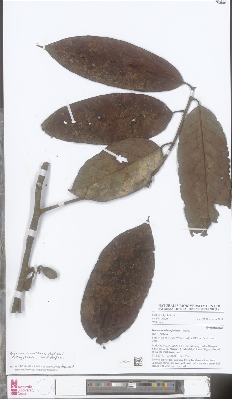 Gymnacranthera forbesii var. forbesii photo 4
