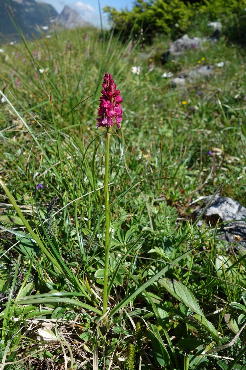 Gymnadenia × abelii
