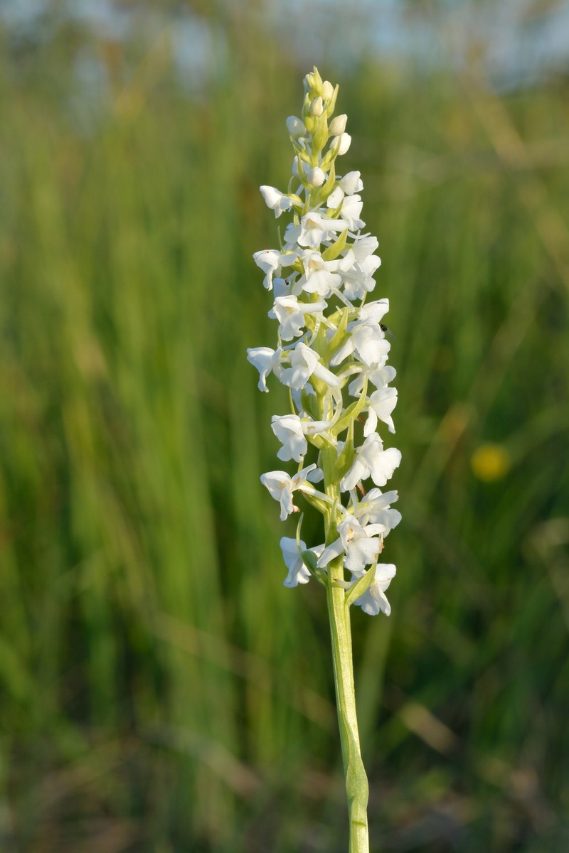 Fragrant Orchid photo 2