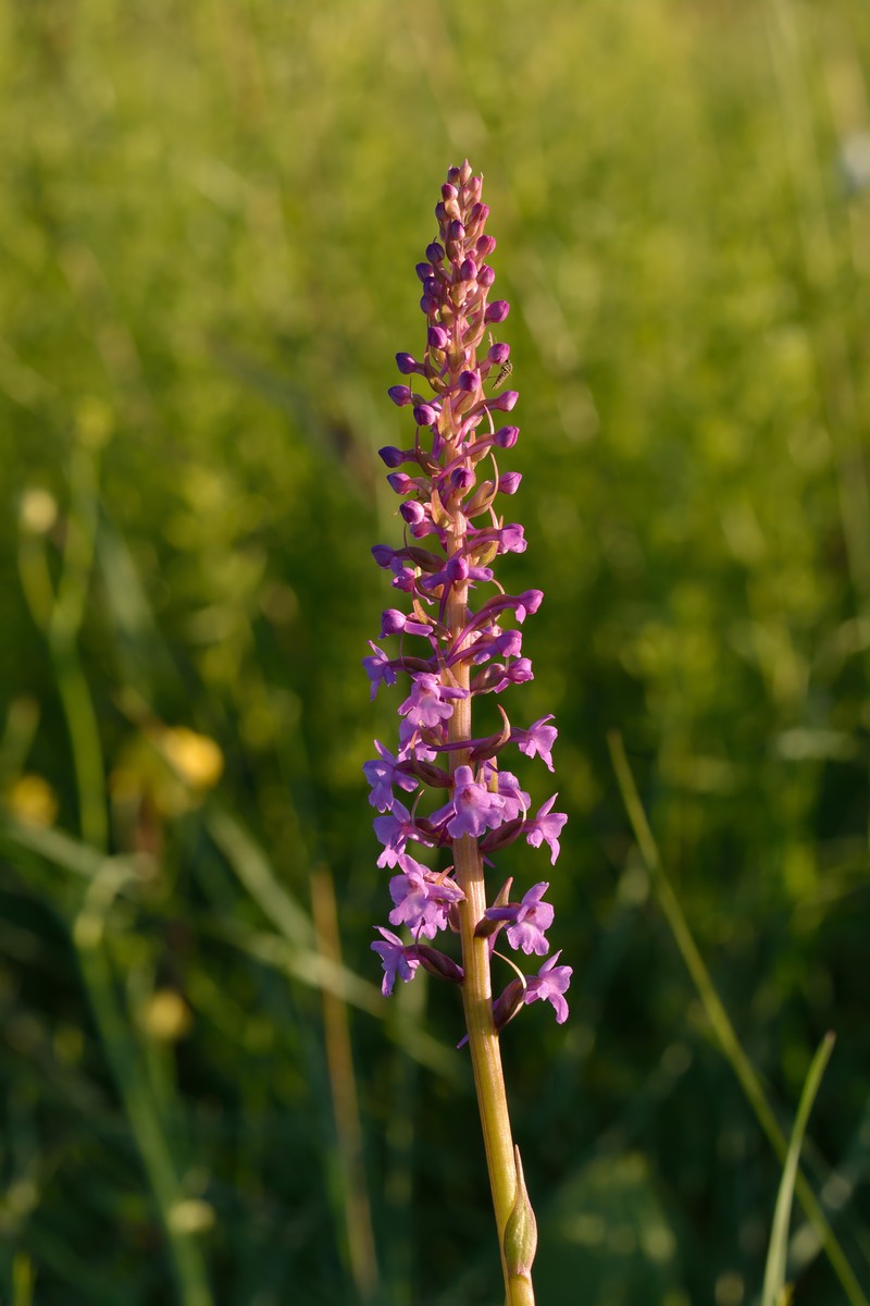 Fragrant Orchid photo 3