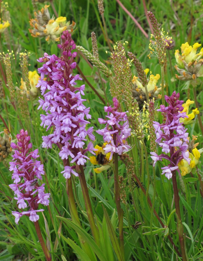 Fragrant Orchid photo 4