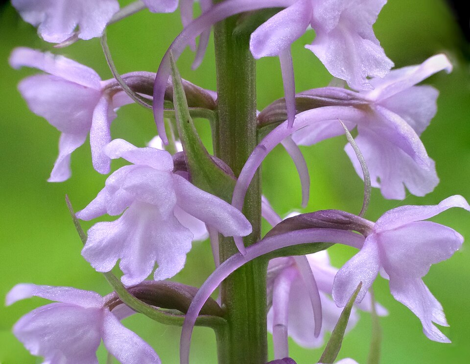 Fragrant Orchid photo 5