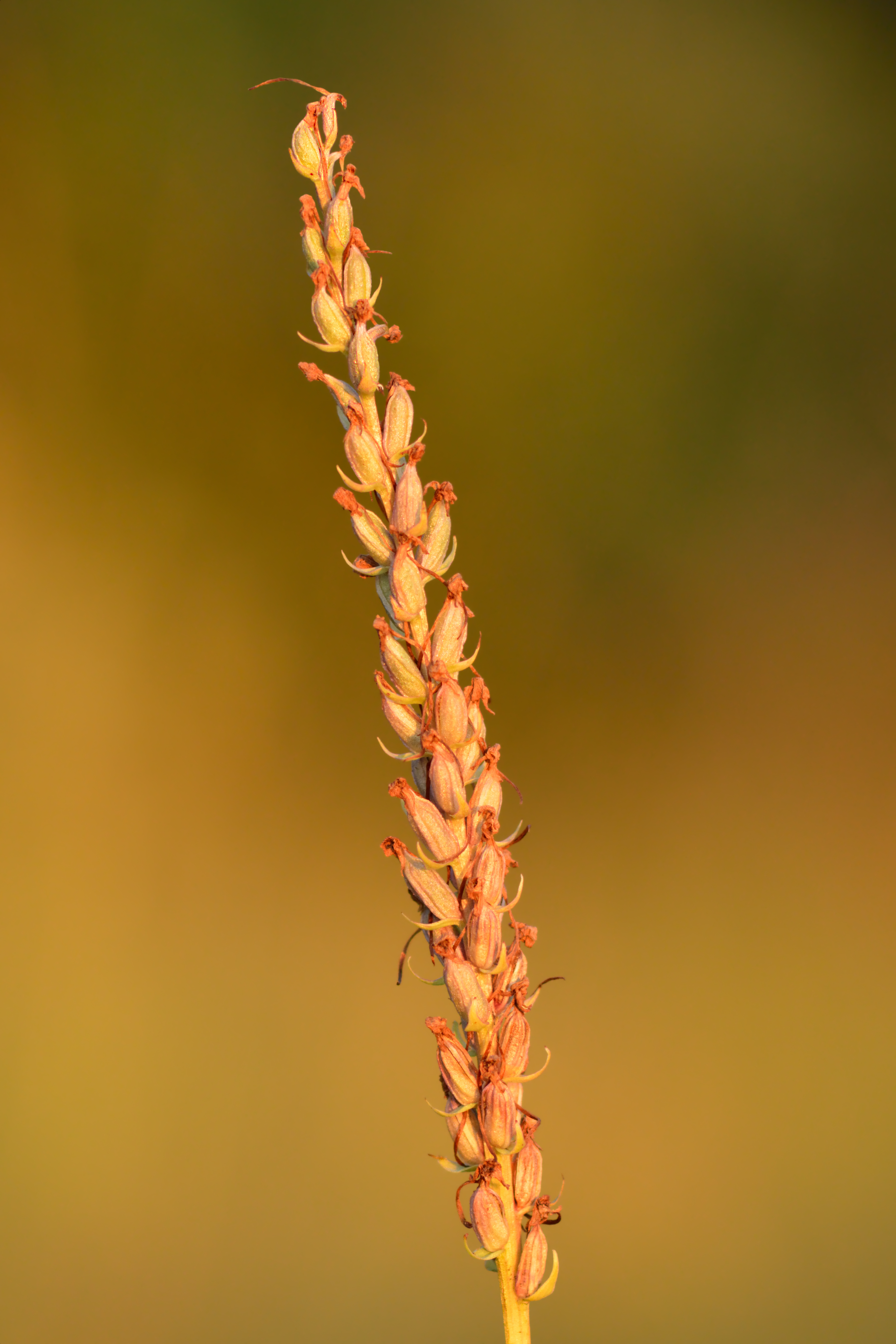 Fragrant Orchid photo 6