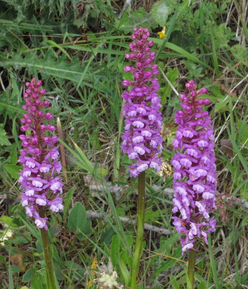 Fragrant Orchid photo 7