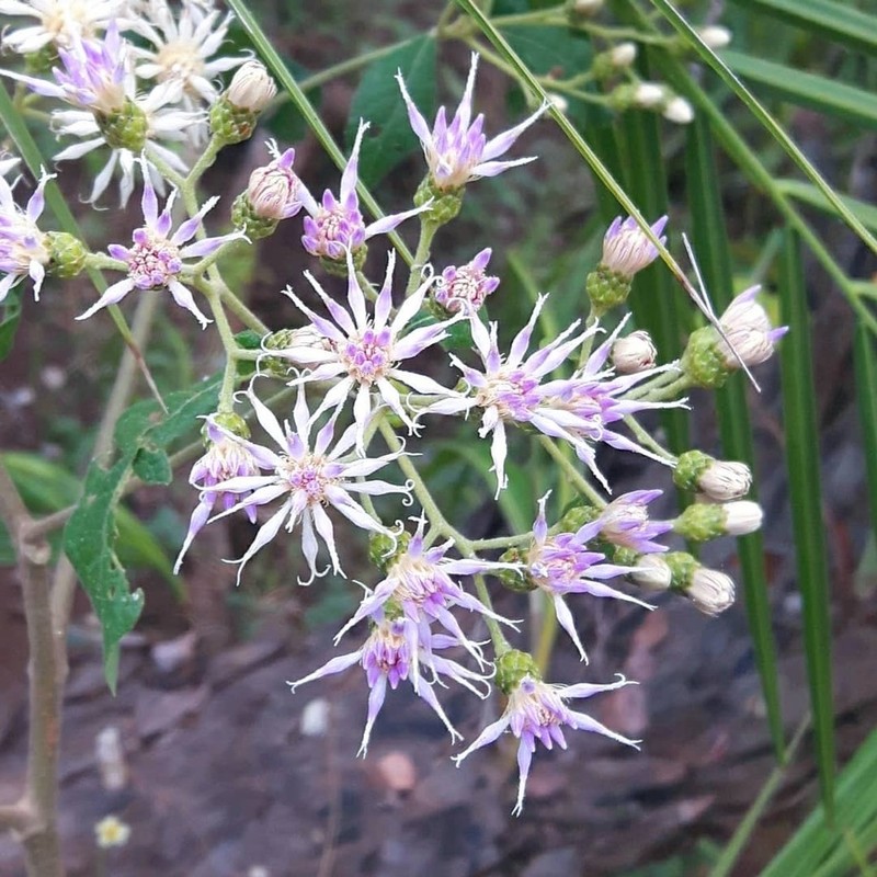 Gymnanthemum coloratum