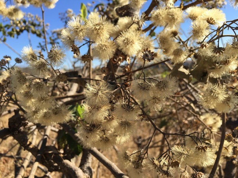 Gymnanthemum coloratum photo 2