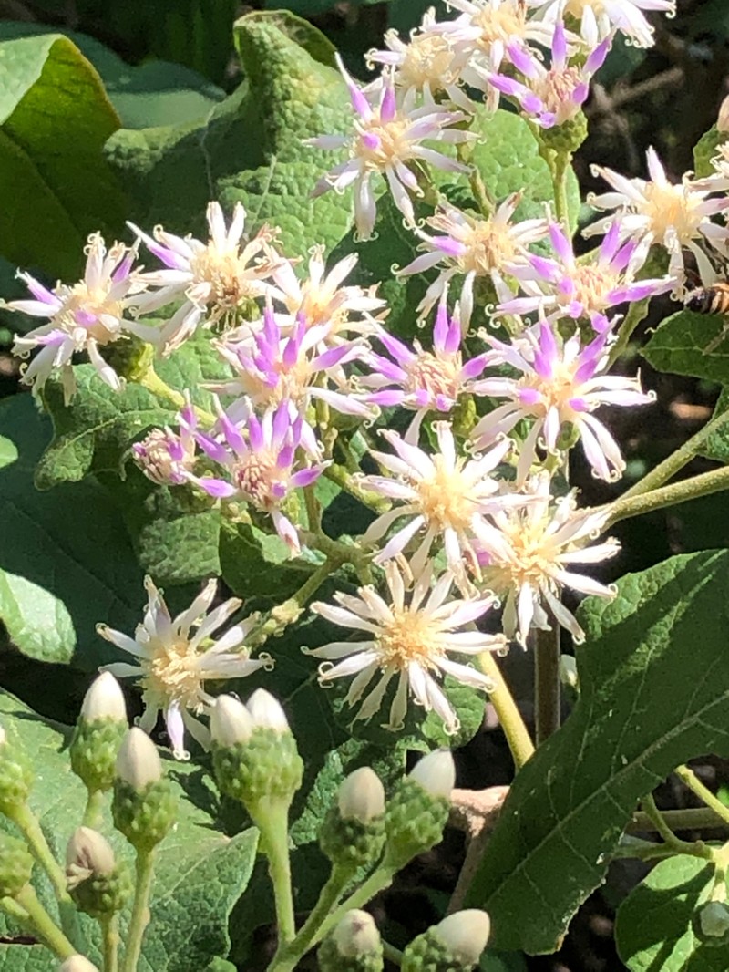 Gymnanthemum coloratum photo 4