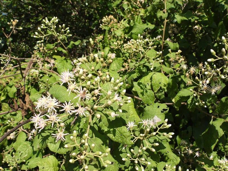 Gymnanthemum coloratum photo 5