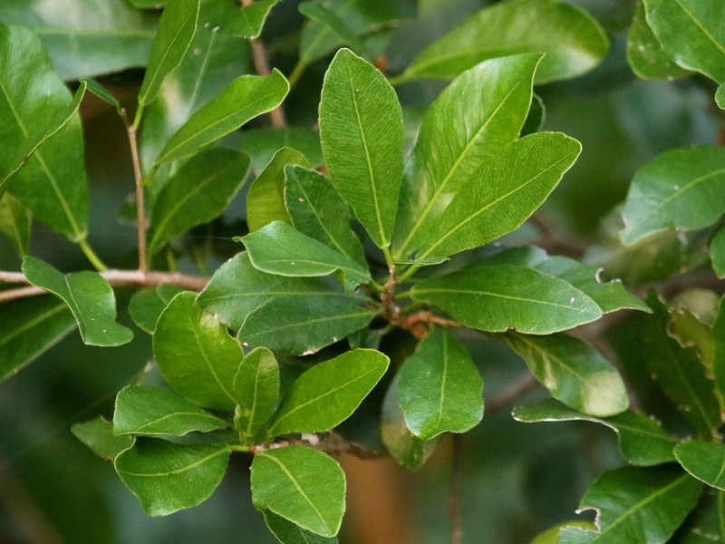 Oysterwood