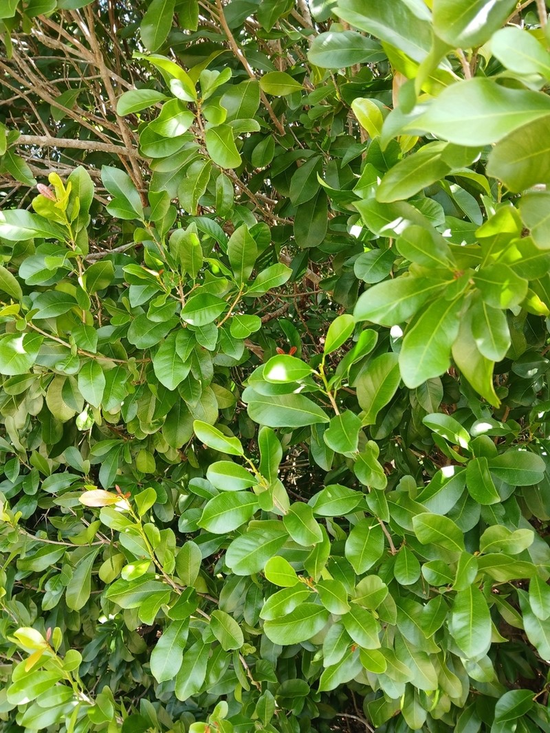 Oysterwood photo 2