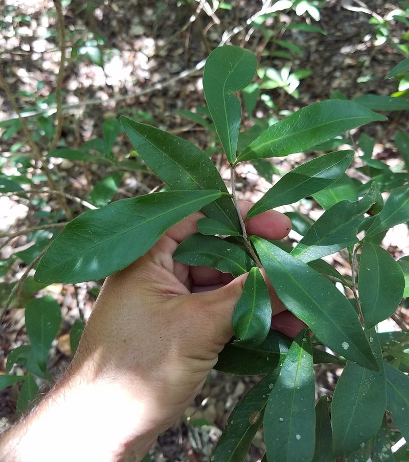 Oysterwood photo 4