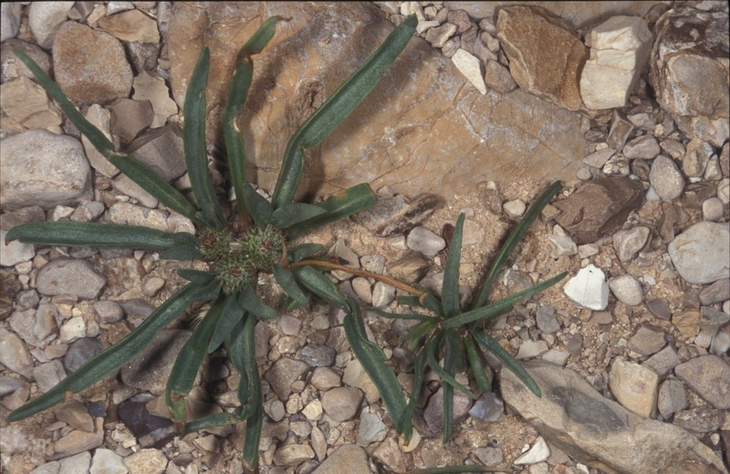 Gymnarrhena micrantha photo 2