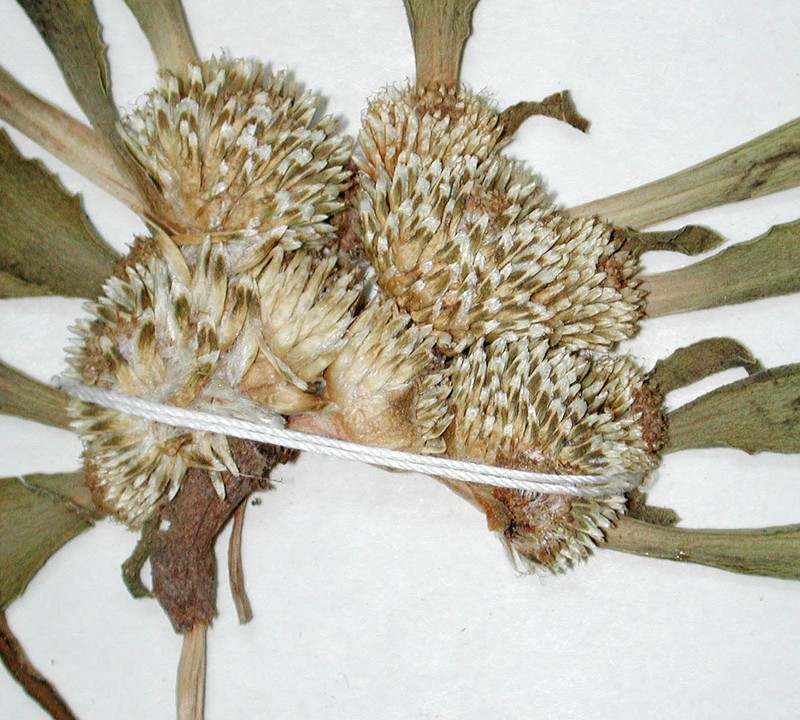Gymnarrhena micrantha photo 3