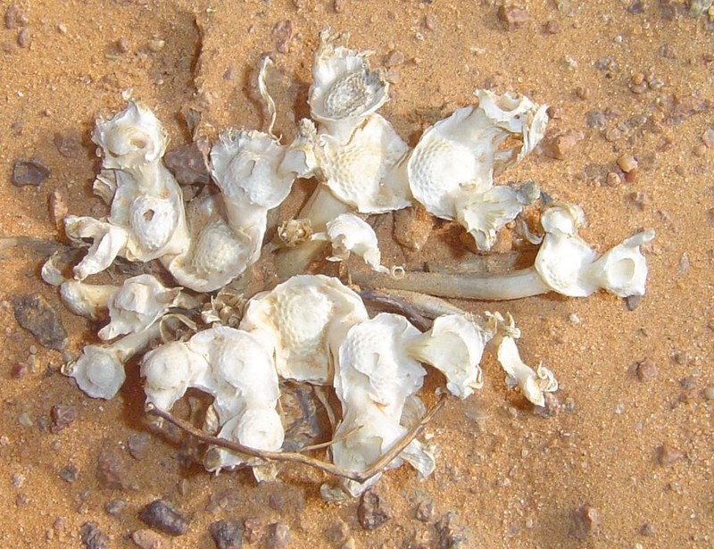 Gymnarrhena micrantha photo 4
