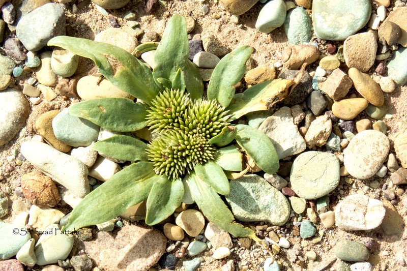Gymnarrhena micrantha photo 5