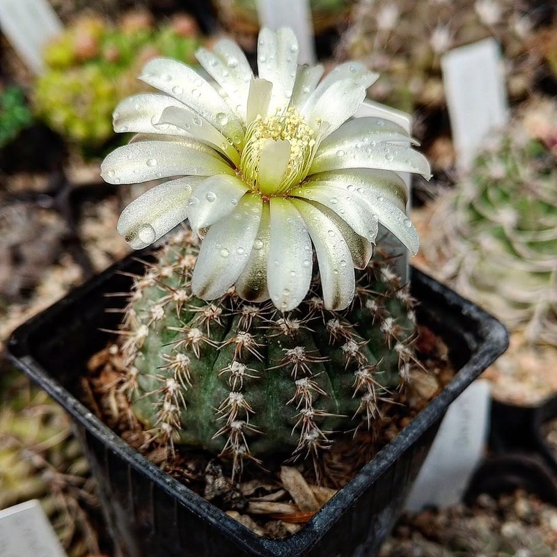 Gymnocalycium alenae