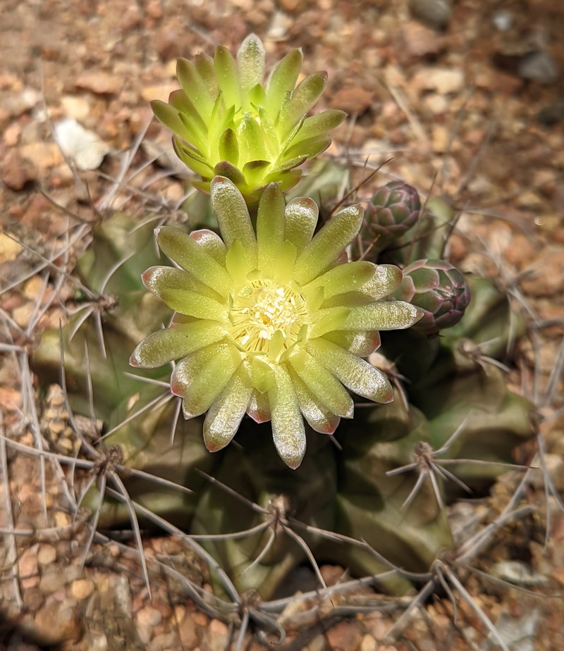 Gymnocalycium arzbergeri