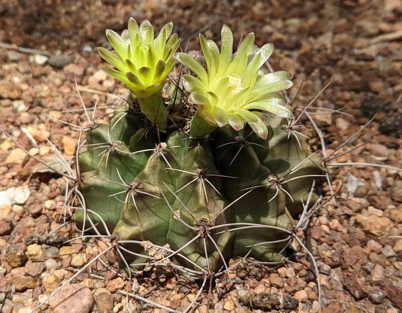 Gymnocalycium arzbergeri photo 2