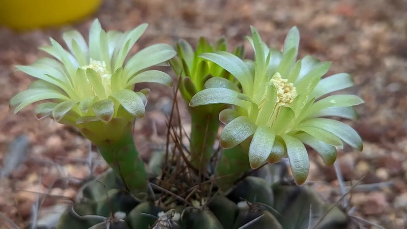 Gymnocalycium arzbergeri photo 3