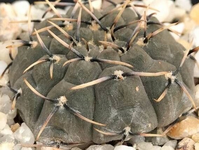 Gymnocalycium basiatrum