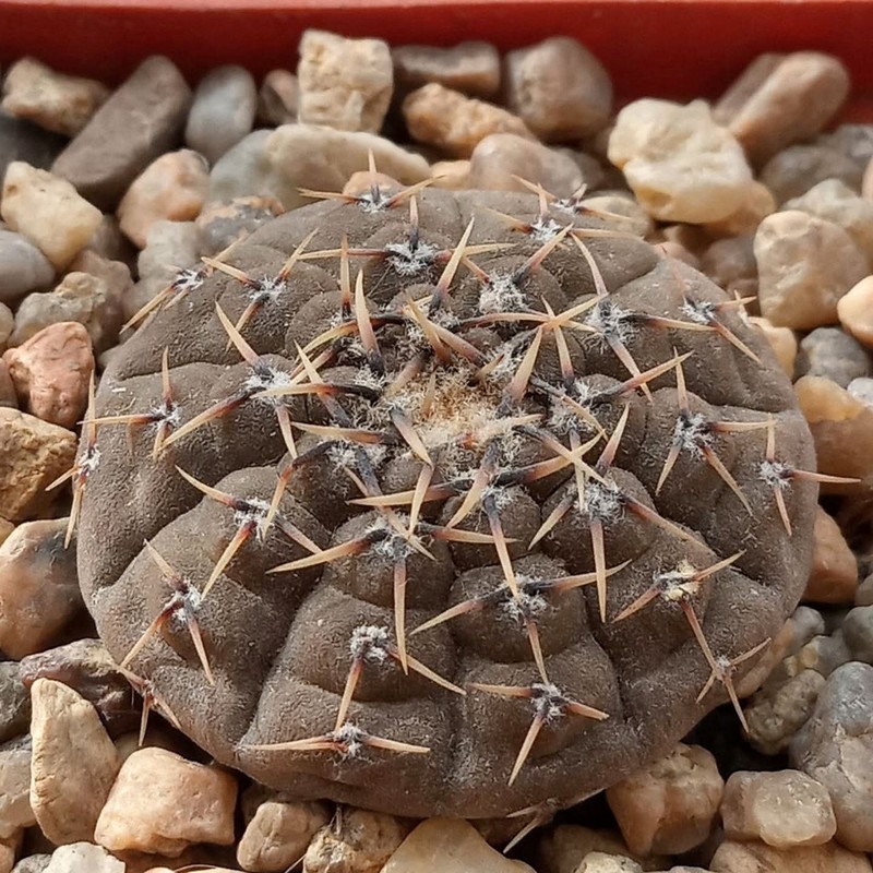 Gymnocalycium basiatrum photo 2