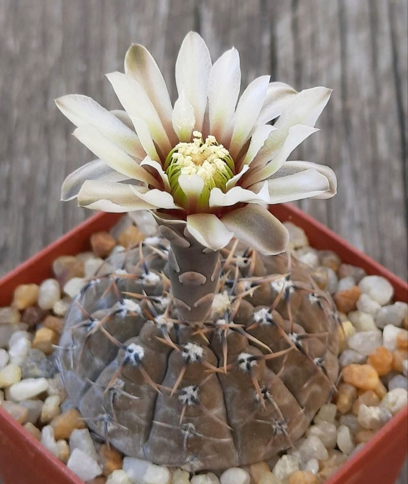 Gymnocalycium basiatrum photo 3