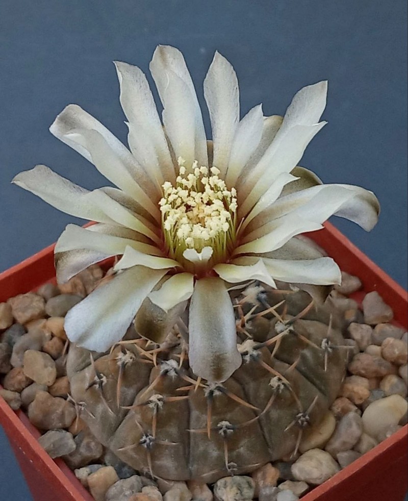 Gymnocalycium basiatrum photo 4