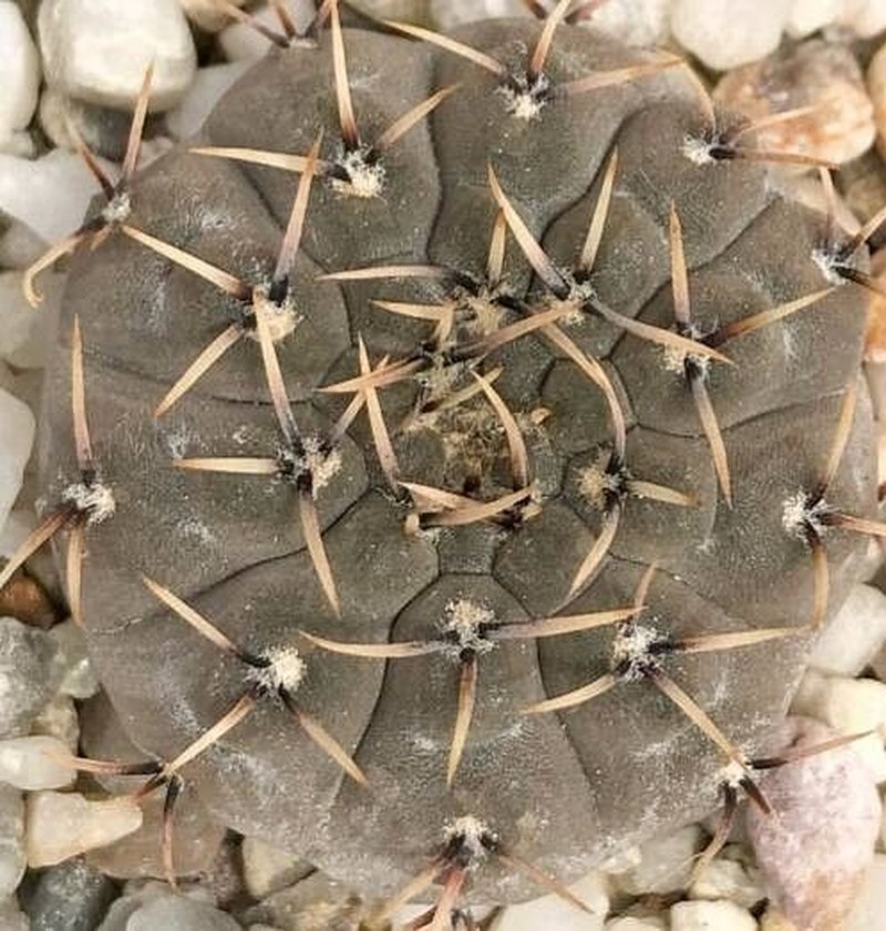 Gymnocalycium basiatrum photo 5