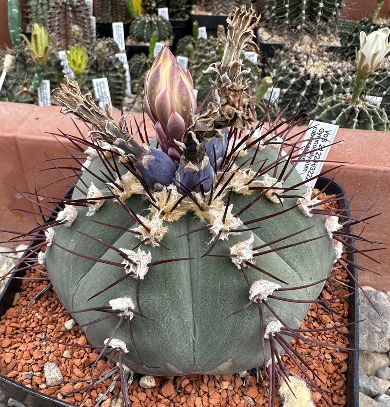 Gymnocalycium cabreraense