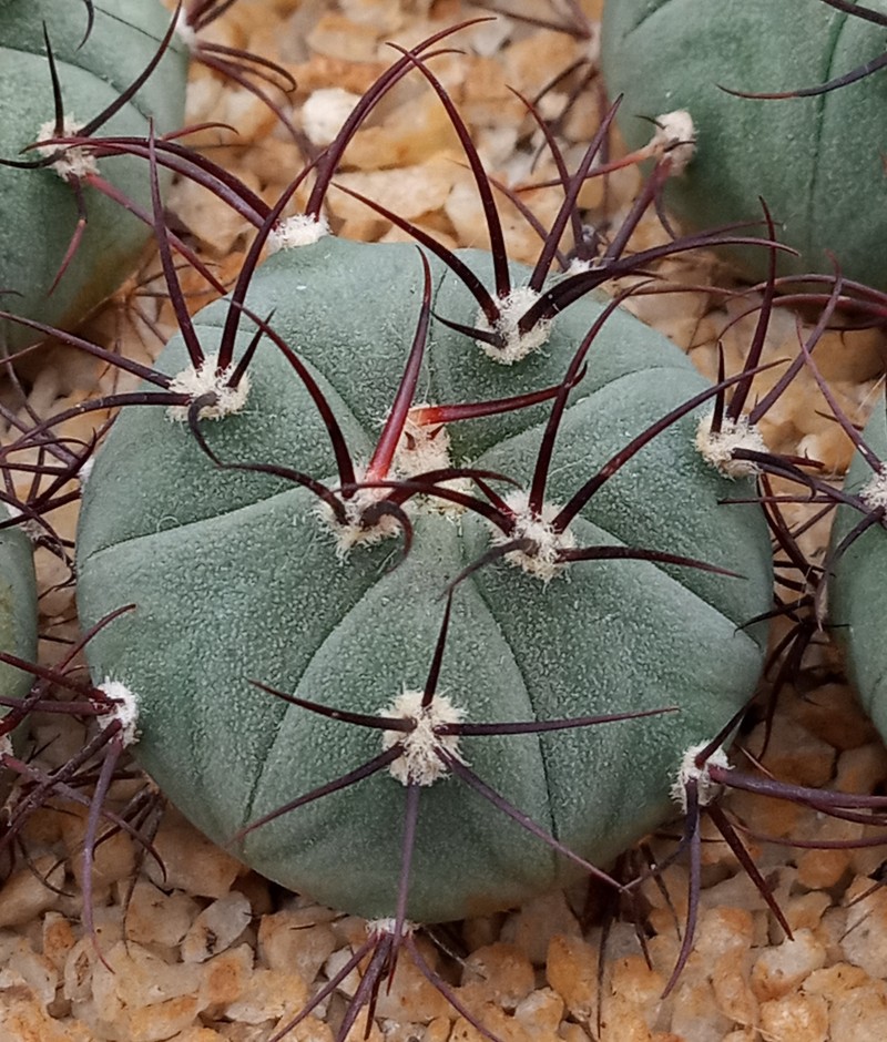 Gymnocalycium cabreraense photo 2