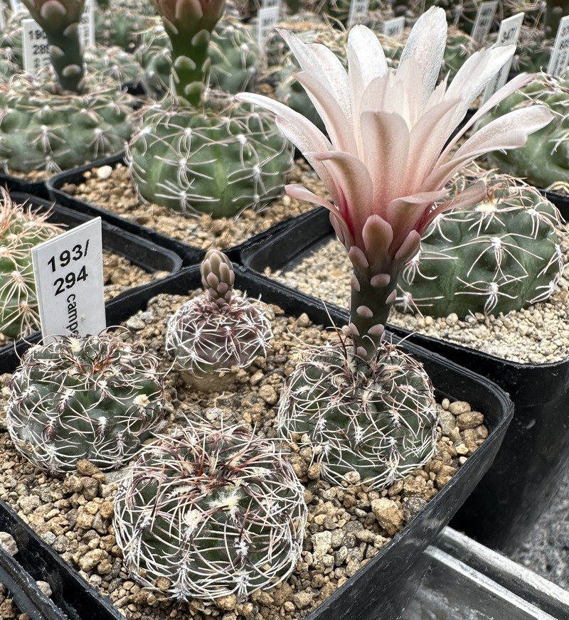 Gymnocalycium campestre