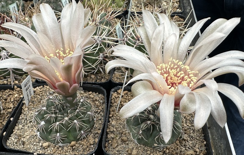 Gymnocalycium campestre photo 2
