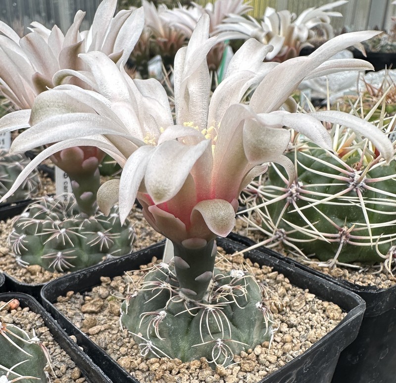 Gymnocalycium campestre photo 3