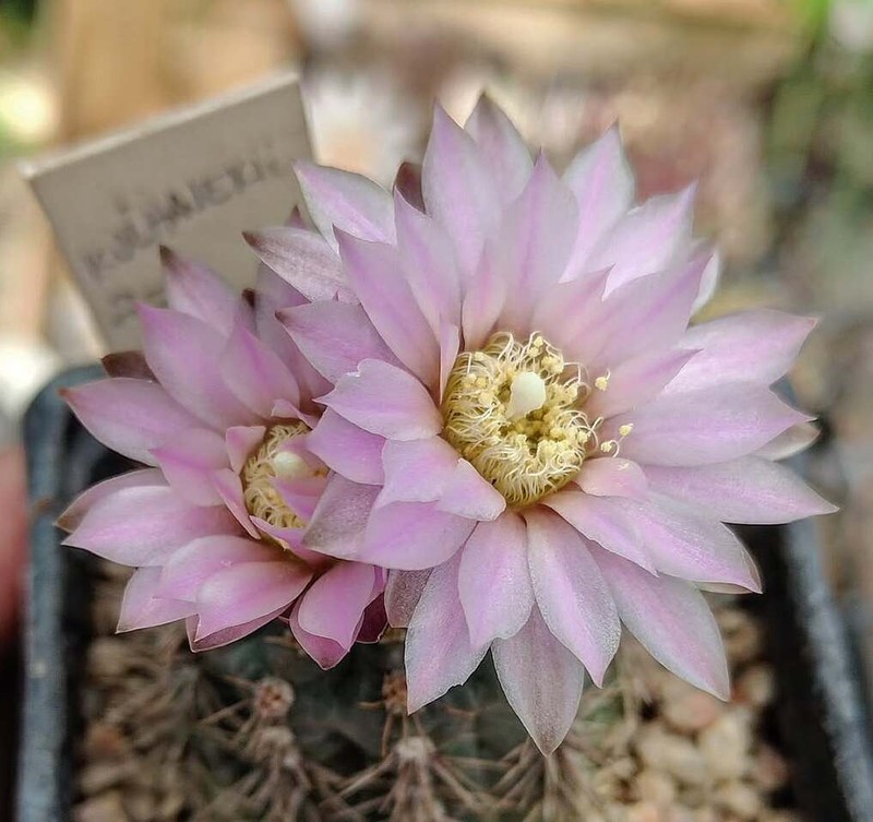 Gymnocalycium kulhanekii