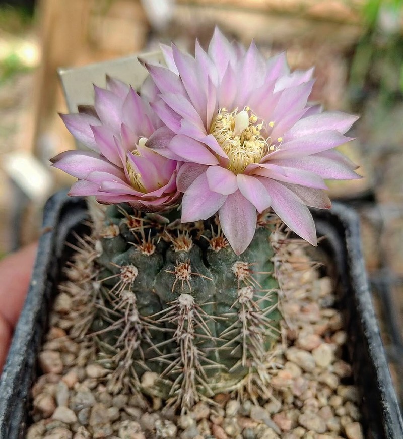 Gymnocalycium kulhanekii photo 2