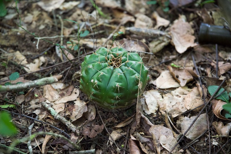 Gymnocalycium marekiorum photo 4