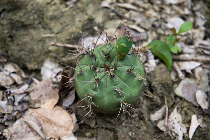 Gymnocalycium marekiorum photo 5