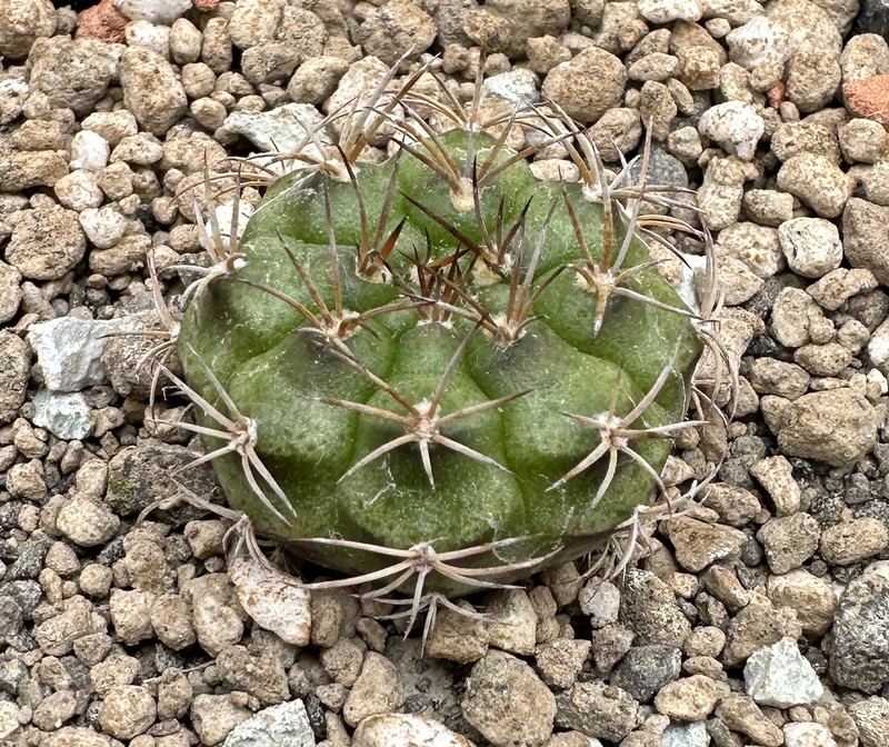 Gymnocalycium marekiorum