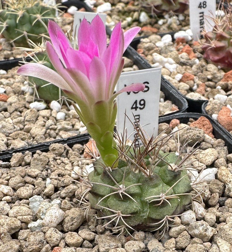 Gymnocalycium marekiorum photo 6