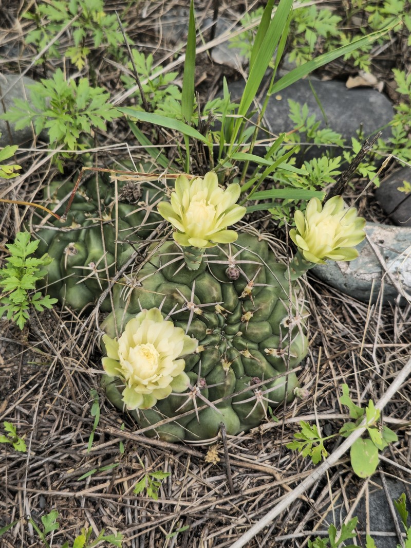 Gymnocalycium marsoneri subsp. marsoneri