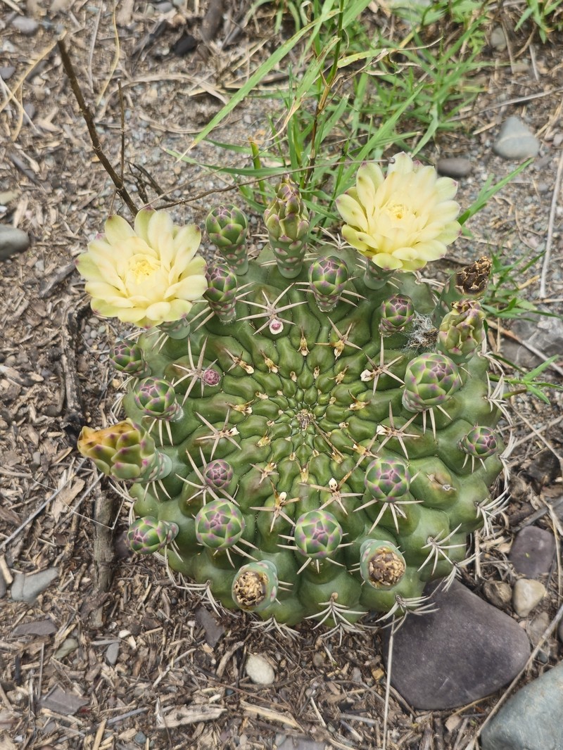 Gymnocalycium marsoneri subsp. marsoneri photo 3