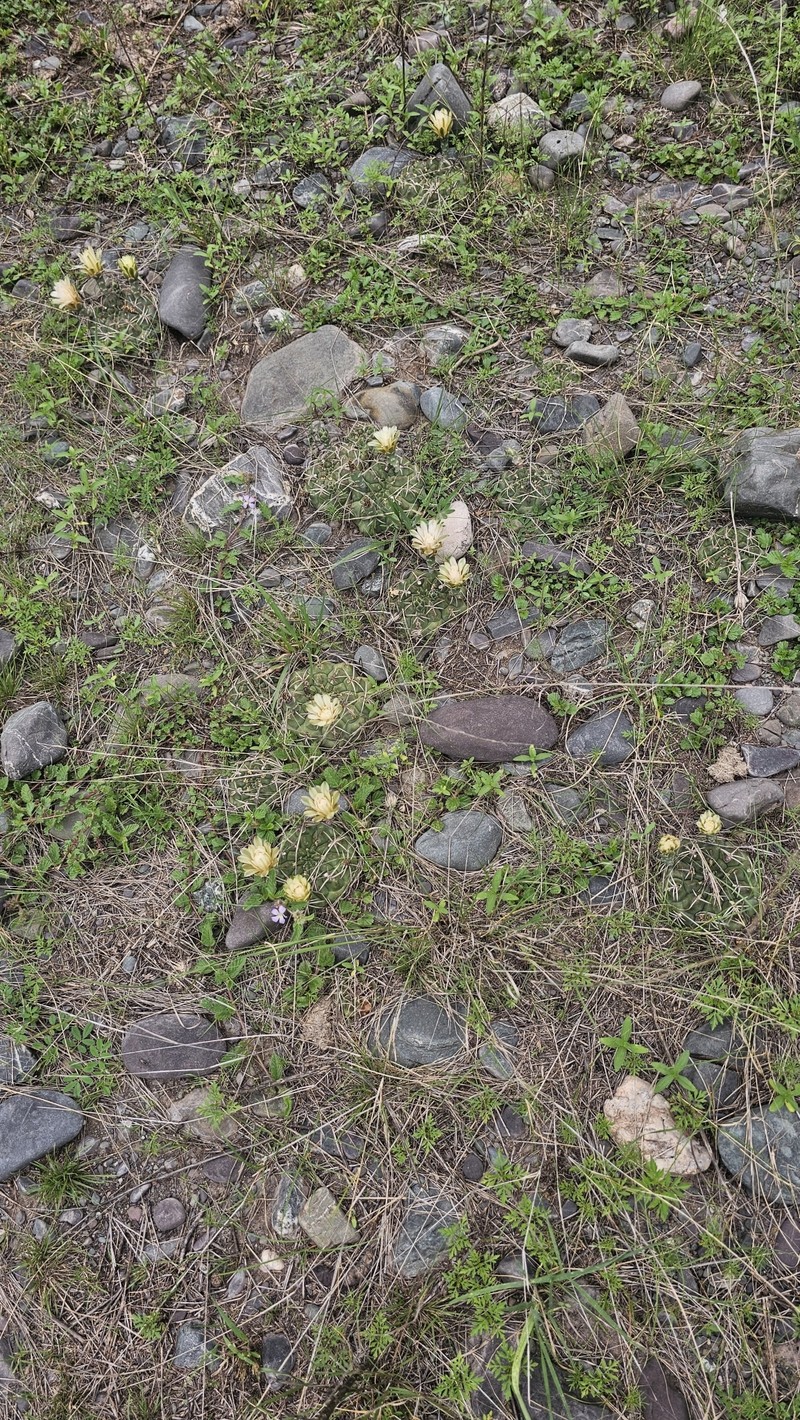Gymnocalycium marsoneri subsp. marsoneri photo 4