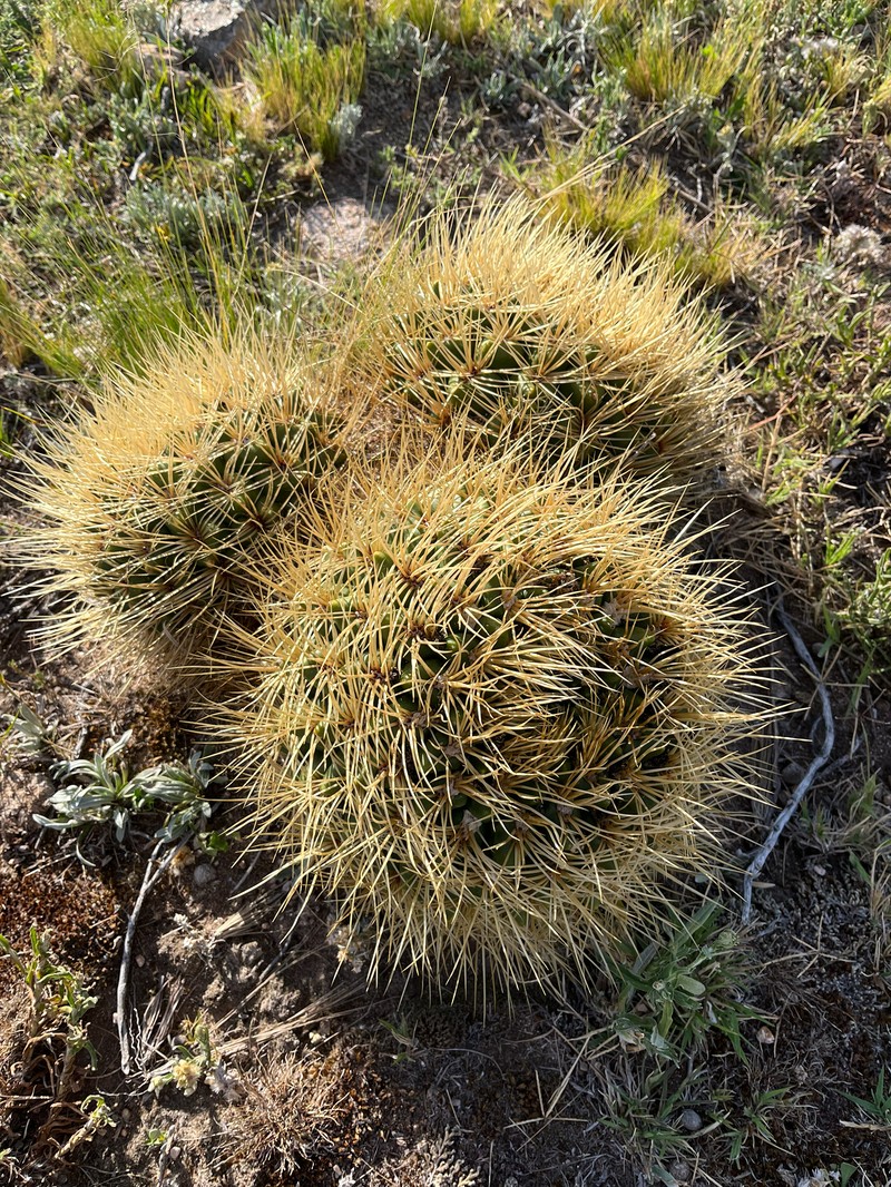 Gymnocalycium monvillei subsp. monvillei
