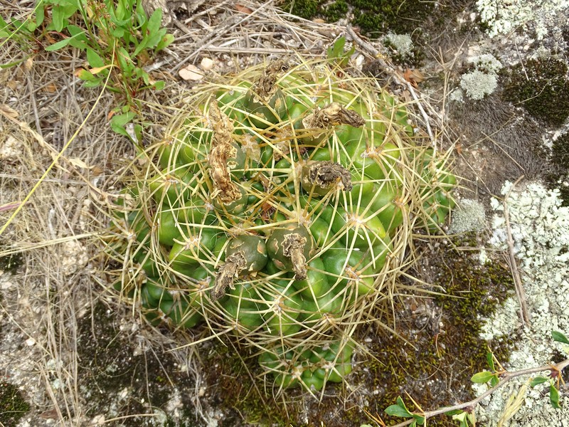 Gymnocalycium monvillei subsp. monvillei photo 2