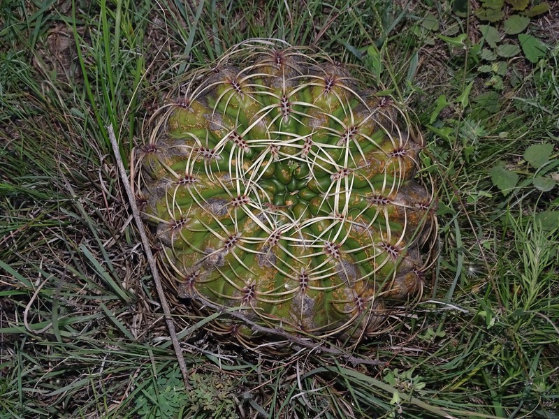 Gymnocalycium monvillei subsp. monvillei photo 3